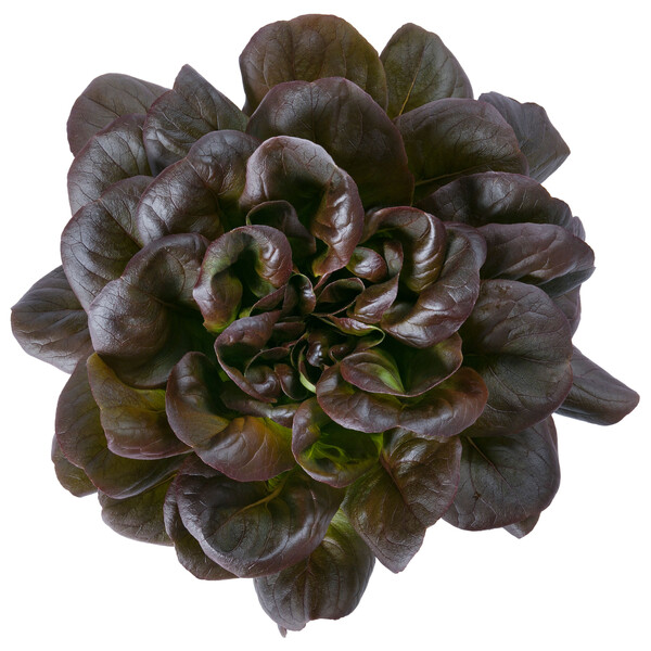 Kırmızı Gül Marul