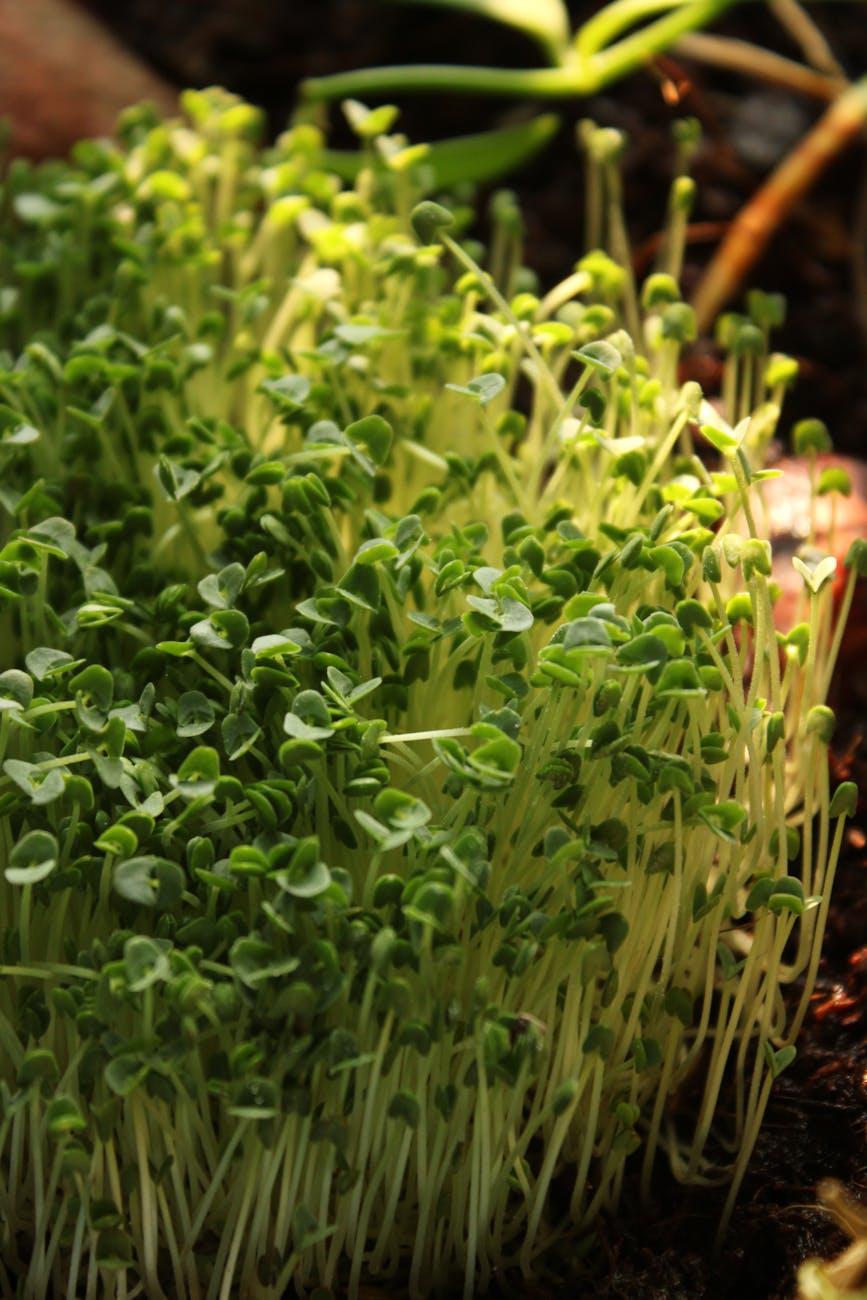 Microgreens